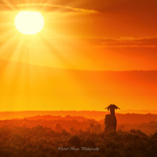 Fotografía de cabras al amanecer en Lajares, Fuerteventura