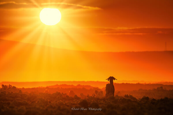 Fotografía de cabras al amanecer en Lajares, Fuerteventura