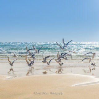 Fotografía de charranes patinegros volando y bañándose en la orilla de una playa en Fuerteventura