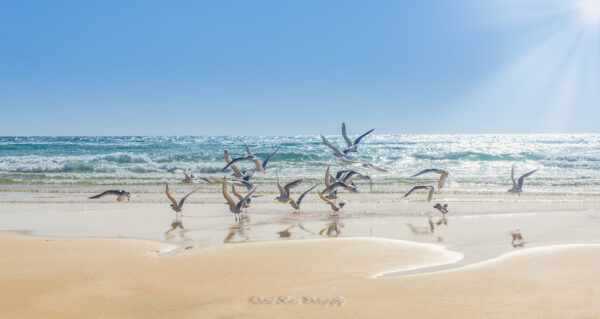 Fotografía de charranes patinegros volando y bañándose en la orilla de una playa en Fuerteventura