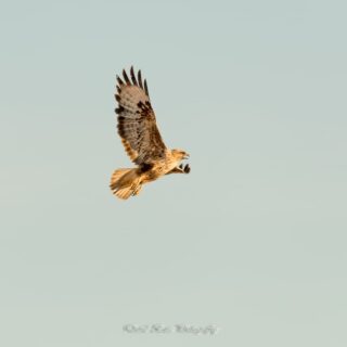 Fotografía de una Aguililla Majorera en vuelo sobre el cielo de Fuerteventura.