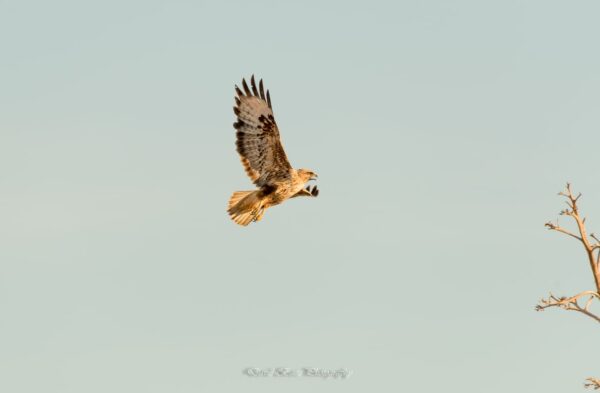 Fotografía de una Aguililla Majorera en vuelo sobre el cielo de Fuerteventura.