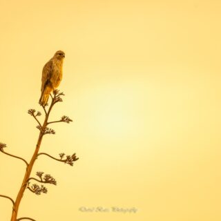 Fotografía de una Aguililla Majorera posada en una planta autóctona al amanecer.