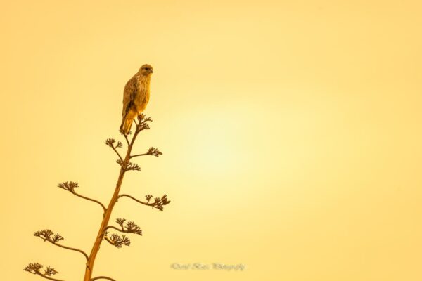 Fotografía de una Aguililla Majorera posada en una planta autóctona al amanecer.