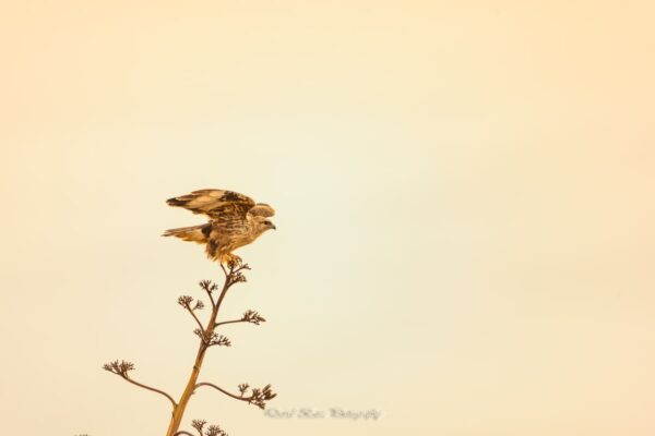 Fotografía de una Aguililla Majorera posada en una rama al amanecer.