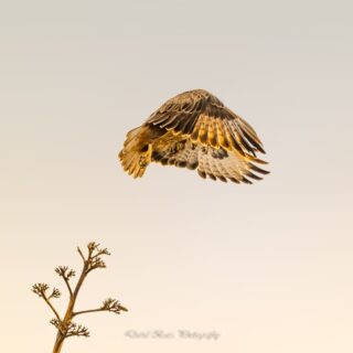 Fotografía de una Aguililla Majorera en vuelo capturada en Fuerteventura.