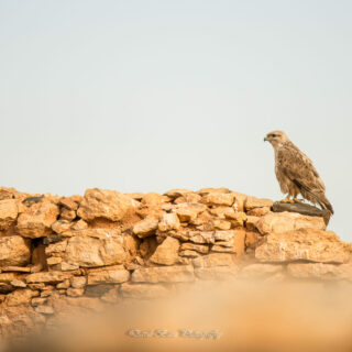 Fotografía de una Aguililla Majorera posada sobre una roca en Fuerteventura.