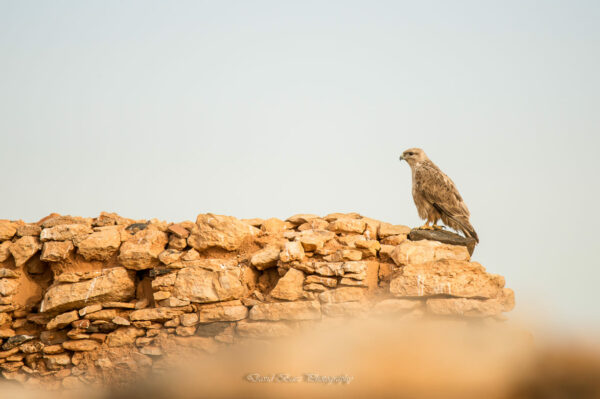 Fotografía de una Aguililla Majorera posada sobre una roca en Fuerteventura.