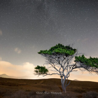 Fotografía nocturna de un árbol bajo estrellas en Fuerteventura