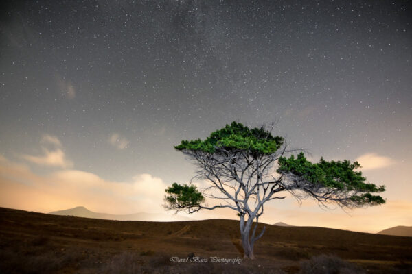 Fotografía nocturna de un árbol bajo estrellas en Fuerteventura