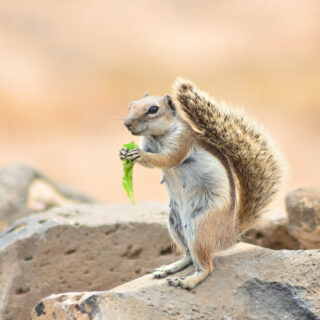 Fotografía de una ardilla en Fuerteventura sobre una roca