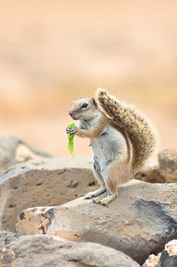 Fotografía de una ardilla en Fuerteventura sobre una roca